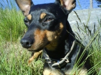 Atti och Amies föräldrar och syskon