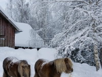 Roxanna och Anemåne