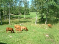 Våra rödkulla kor bådde på gården 2008-2011