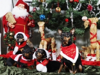 Hudarnas högtidsbilder