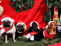 Hudarnas högtidsbilder