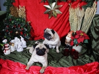 Hudarnas högtidsbilder