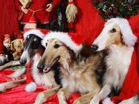 Hudarnas högtidsbilder