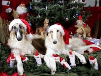 Hudarnas högtidsbilder