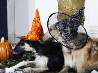 Hudarnas högtidsbilder