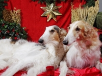 Hudarnas högtidsbilder