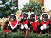 Hundarnas högtidsbilder