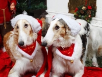 Ginger och Grace julbild 2012