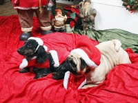 Tosca och Izas julbild 2012