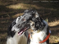 Borzoi