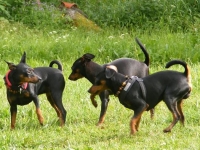 B-Kullen, C-Kullen, D-Kullen