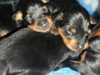 Valparna drygt 1 vecka