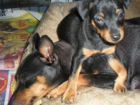 Valparna 7 veckor Amie och Briseis