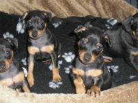 Valparna drygt 5 veckor Berenike,Bellona, briseis och Bacchus