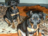 Valparna drygt 7 veckor