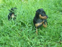 Valparna drygt 7 veckor