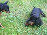 Valparna drygt 7 veckor