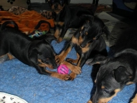 Valparna drygt 7 veckor