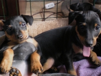 Valparna drygt 7 veckor 