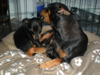 Valparna drygt 7 veckor