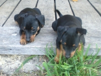 Valparna drygt 7 veckor