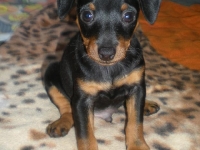 Valparna drygt 7 veckor