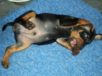 Valparna drygt 7 veckor Bacchus