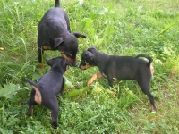 Valparna drygt 7 veckor