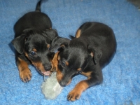 Valparna drygt 7 veckor 