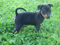 Valparna drygt 7 veckor Briseis