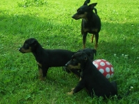 Valparna drygt 7 veckor