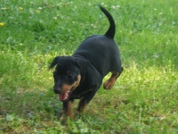 Valparna drygt 7 veckor