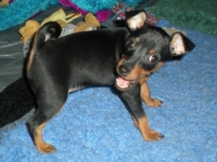 Valparna drygt 7 veckor Berenike