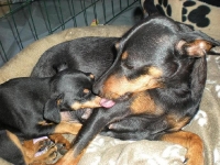 Valparna drygt 7 veckor