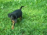 Valparna drygt 7 veckor Bacchus