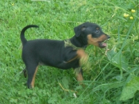 Valparna drygt 7 veckor