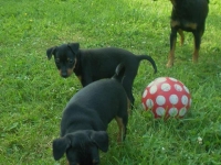 Valparna drygt 7 veckor