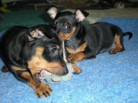 Valparna drygt 7 veckor Bellona och Berenike