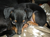 Valparna drygt 7 veckor