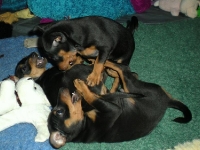 Valparna drygt 7 veckor