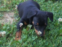 Valparna drygt 7 veckor Bacchus