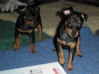 Valparna drygt 7 veckor