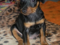 Valparna drygt 7 veckor