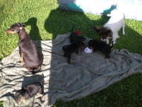 Valparna drygt 5 veckor