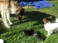 Valparna drygt 5 veckor