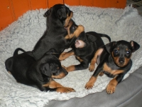 Berenike, Bacchus, Belonna och Briseis