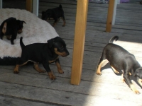 Berenike, Bacchus, Belonna och Briseis