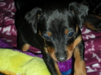 Valparna 5 veckor Berenike