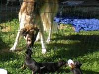 Valparna drygt 5 veckor