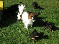 Valparna drygt 5 veckor